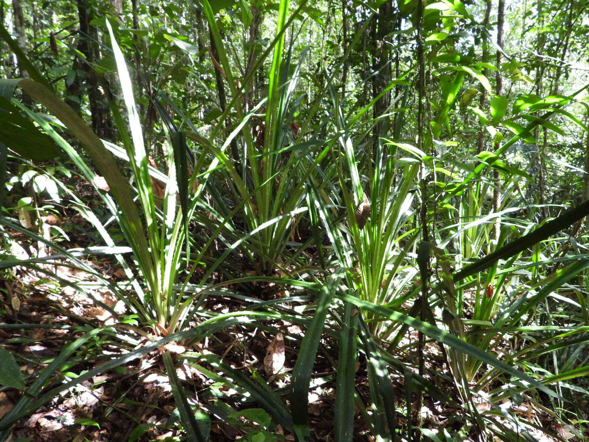 Bromelia fosteriana L. B. Sm.的圖片