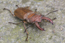 Image of Cyclommatus lunifer Boileau 1905