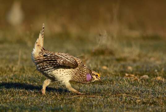 Image of Sharp-tailed Grouse