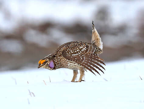 Image of Sharp-tailed Grouse