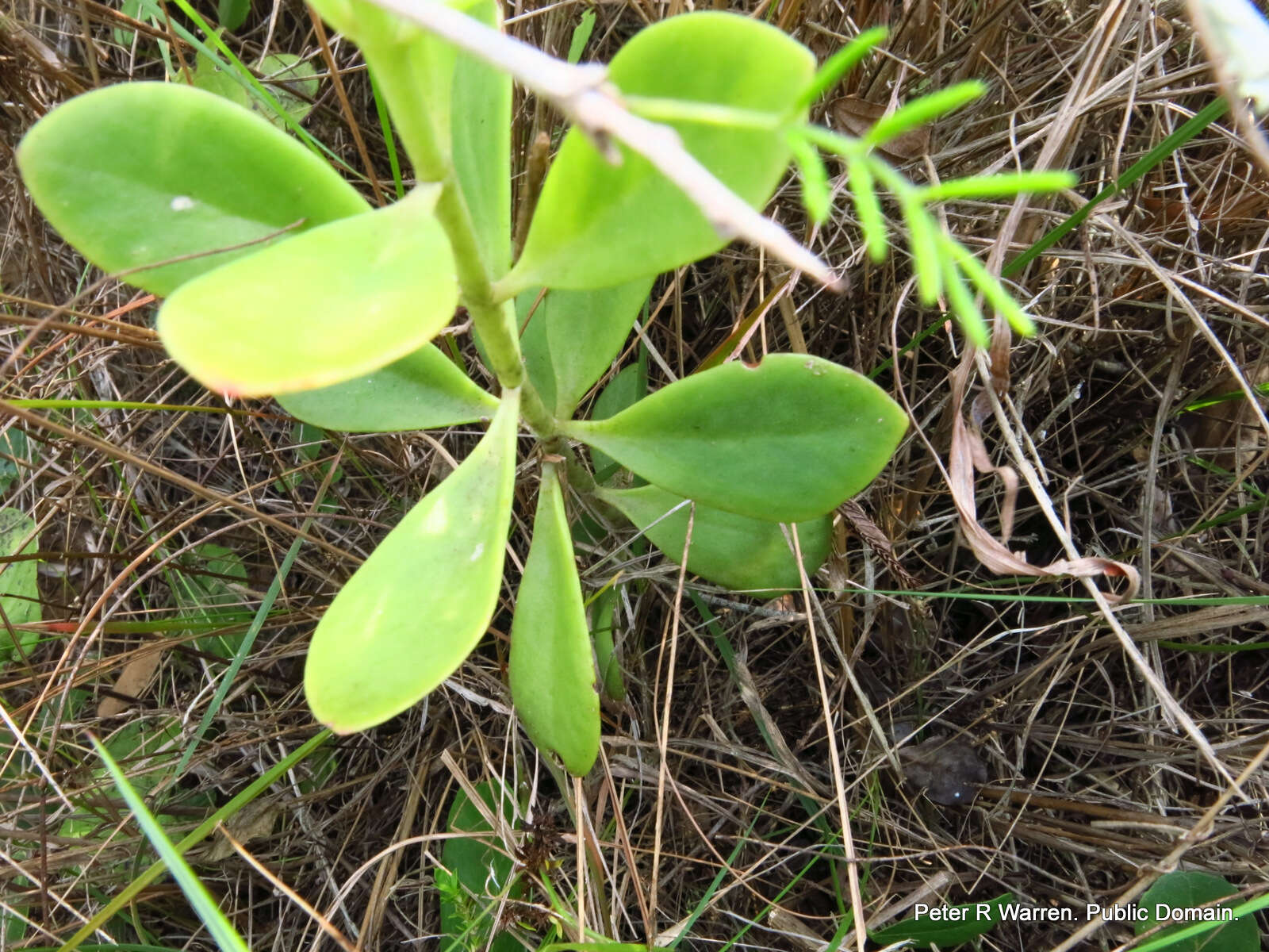 Image of Common kalanchoe