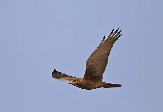 Image of White-eyed Buzzard