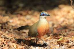 Image of Coquerel's Coua