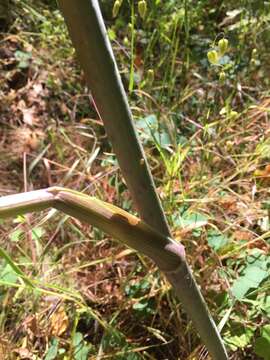 Image of California angelica