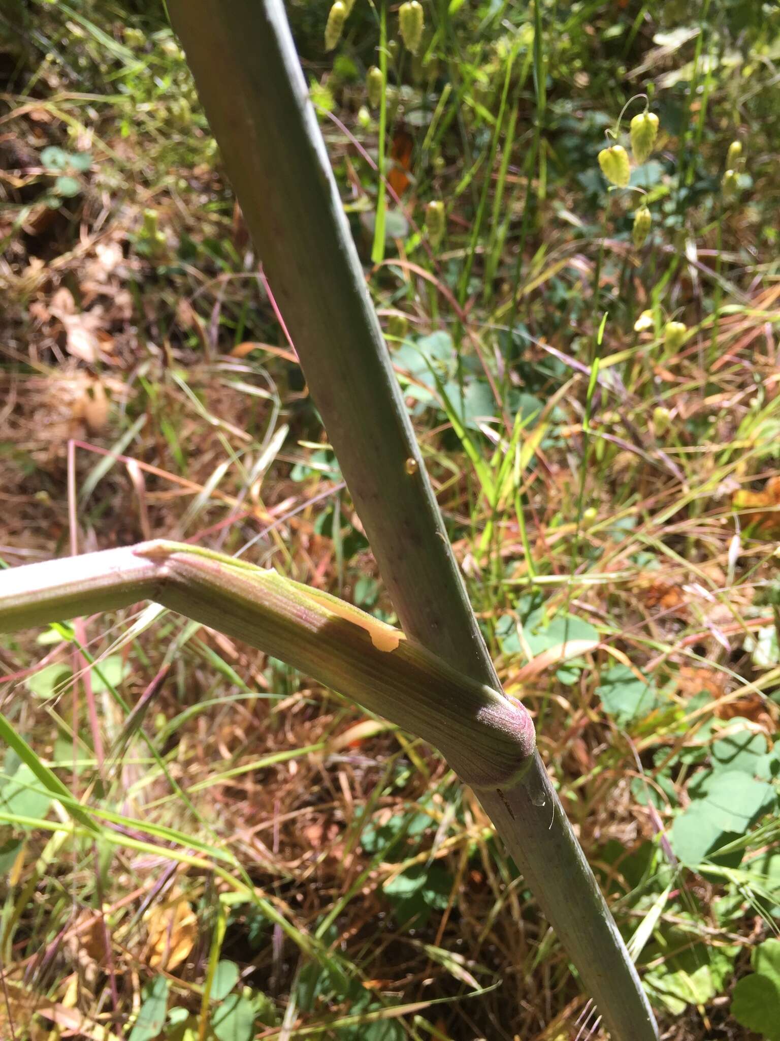 Angelica californica Jeps. resmi