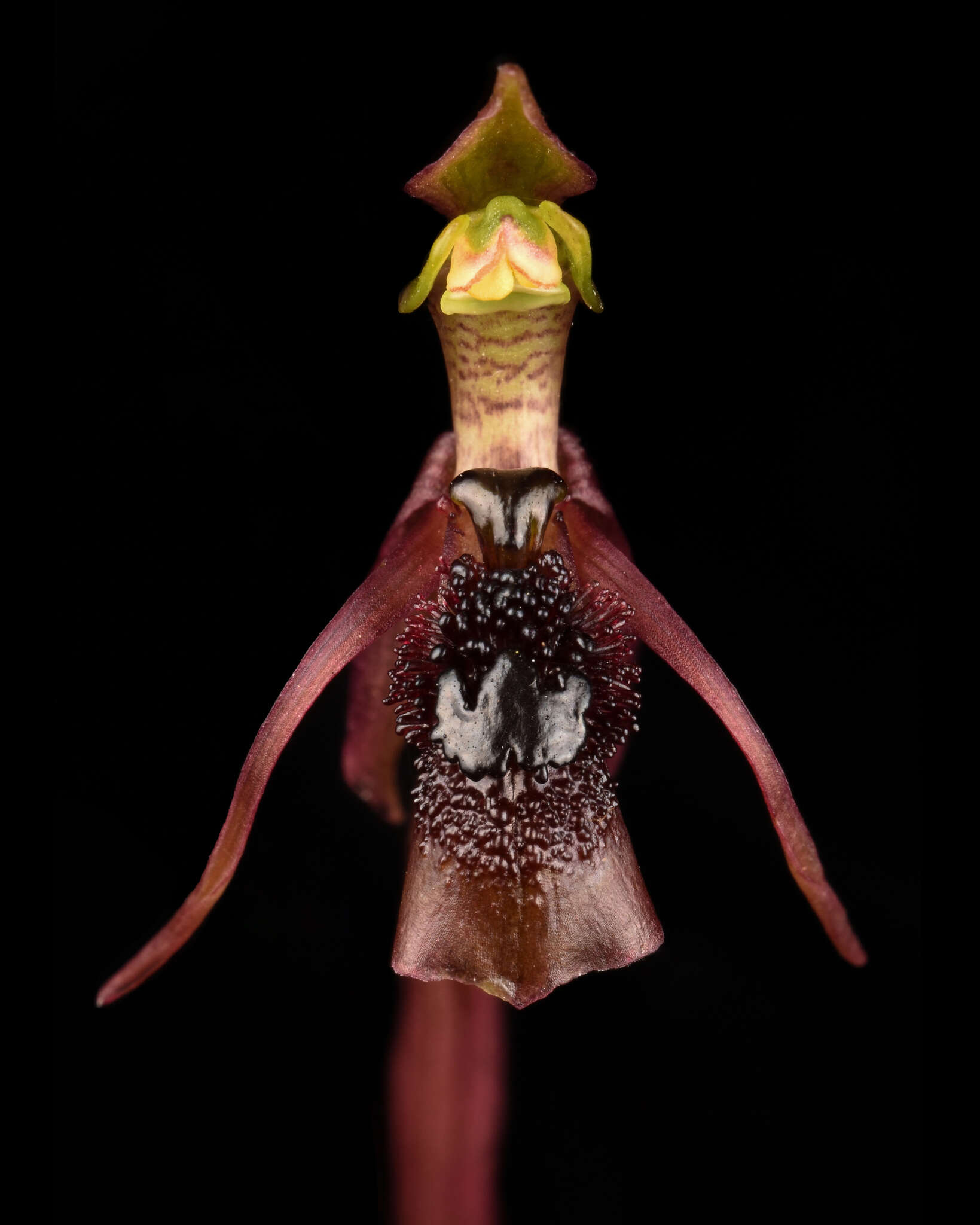 Image of Chiloglottis sphaerula D. L. Jones