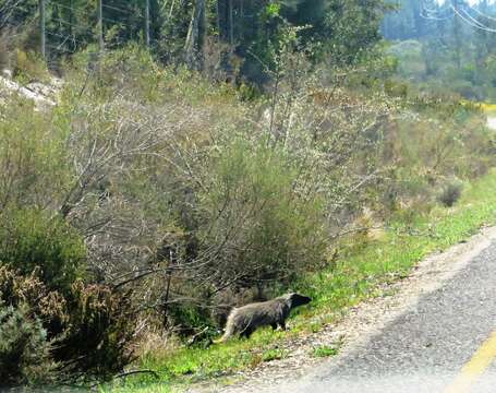 Image of Egyptian Mongoose