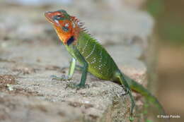 Image of Common green forest lizard