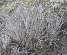 Image of Tillandsia karwinskyana Schult. & Schult. fil.