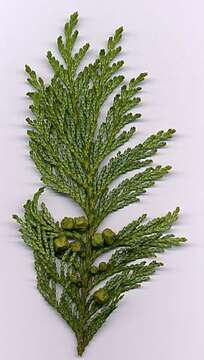 Image of Sawara Cypress