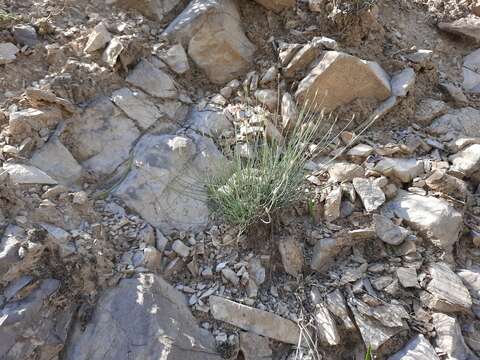 Image of Allium mirzajevii Tscholok.