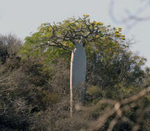 Image of Pachypodium geayi Costantin & Bois