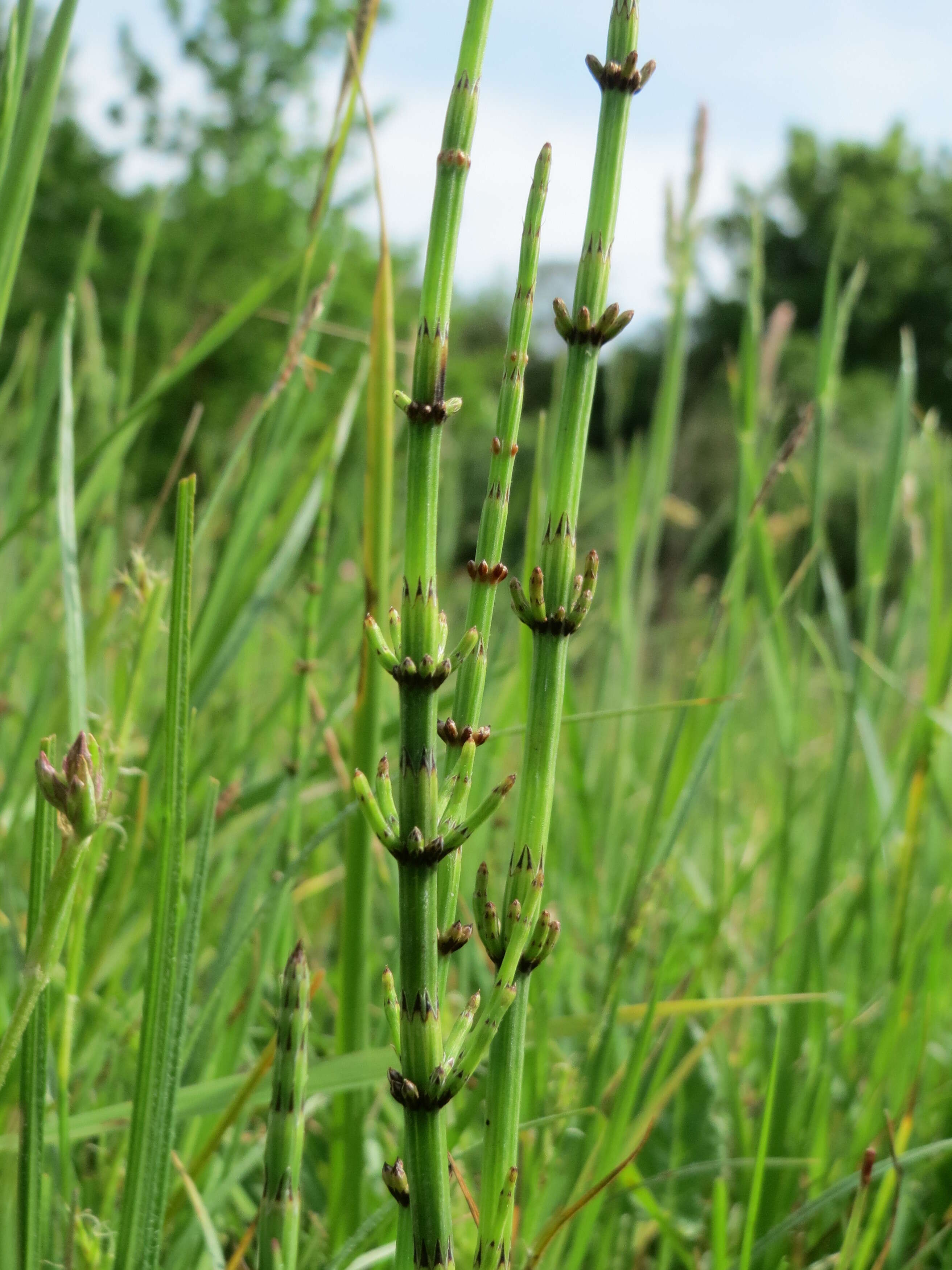 Image of Marsh Horsetail