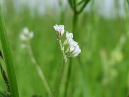 Image of Hairy Tare