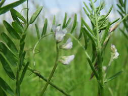 Image of Hairy Tare