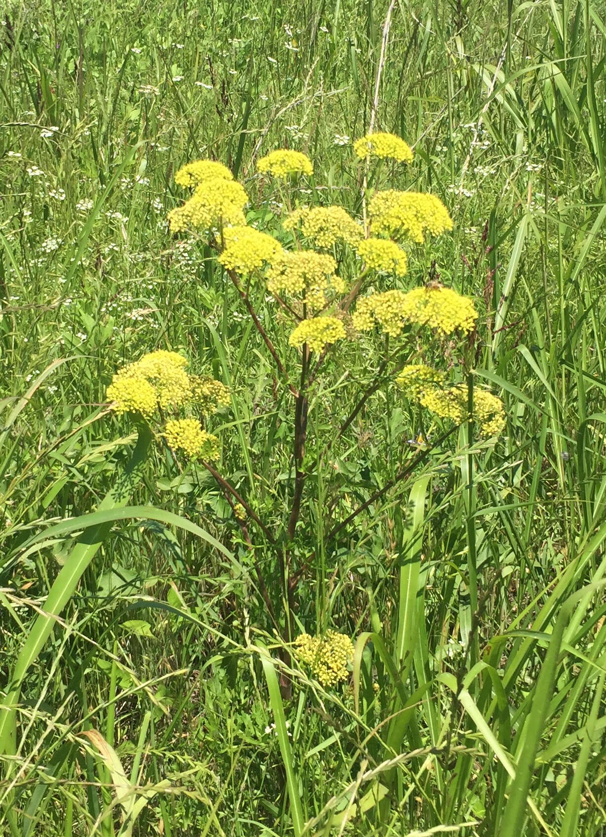 Image of Texas prairie parsley