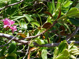 Image of Rhododendron × intermedium