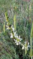 Image of Stachys recta subsp. recta