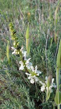 Слика од Stachys recta subsp. recta