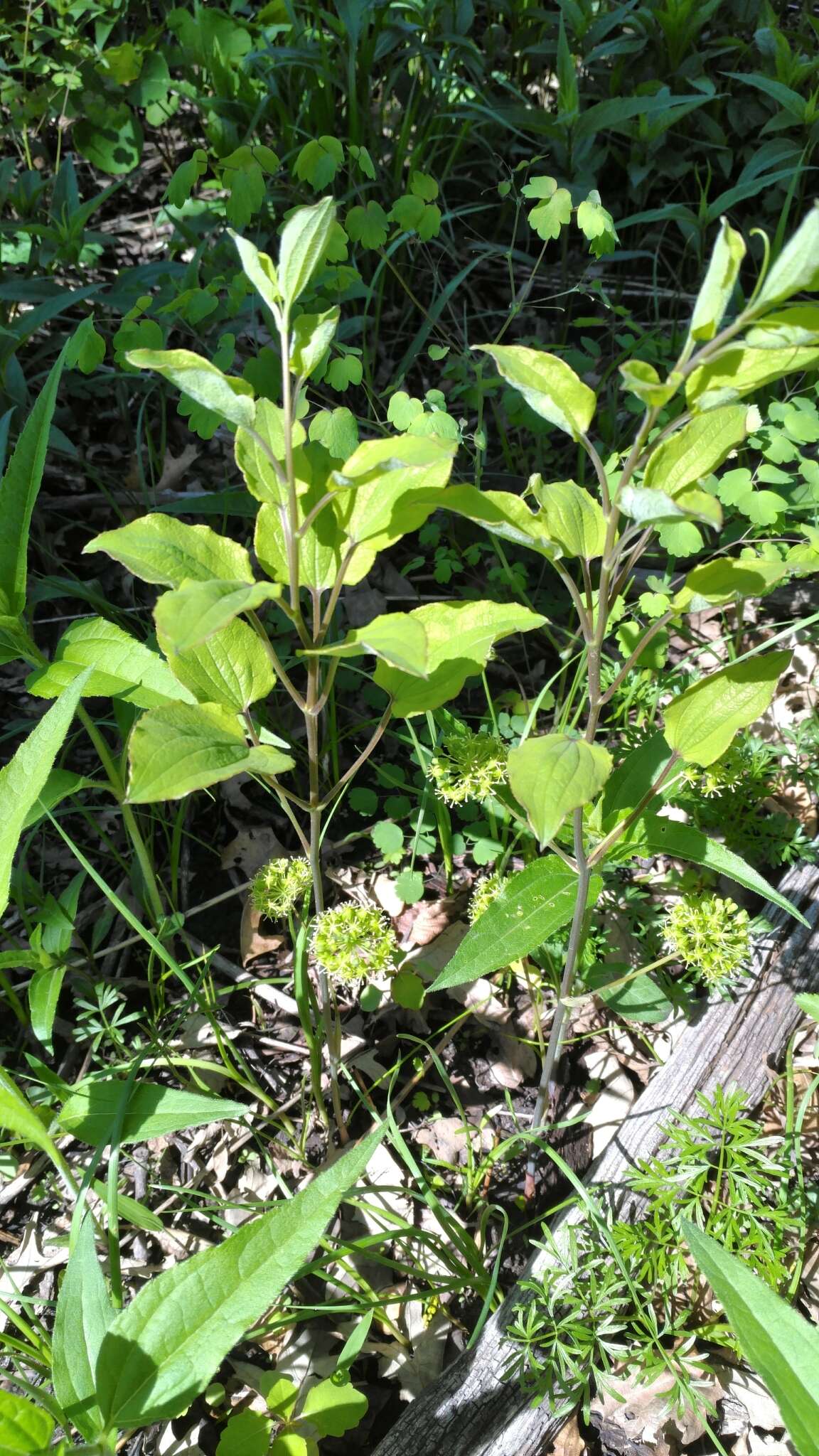 Image de Smilax illinoensis Mangaly