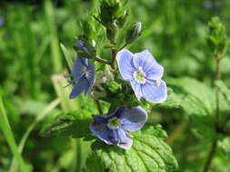 Image of bird's-eye speedwell