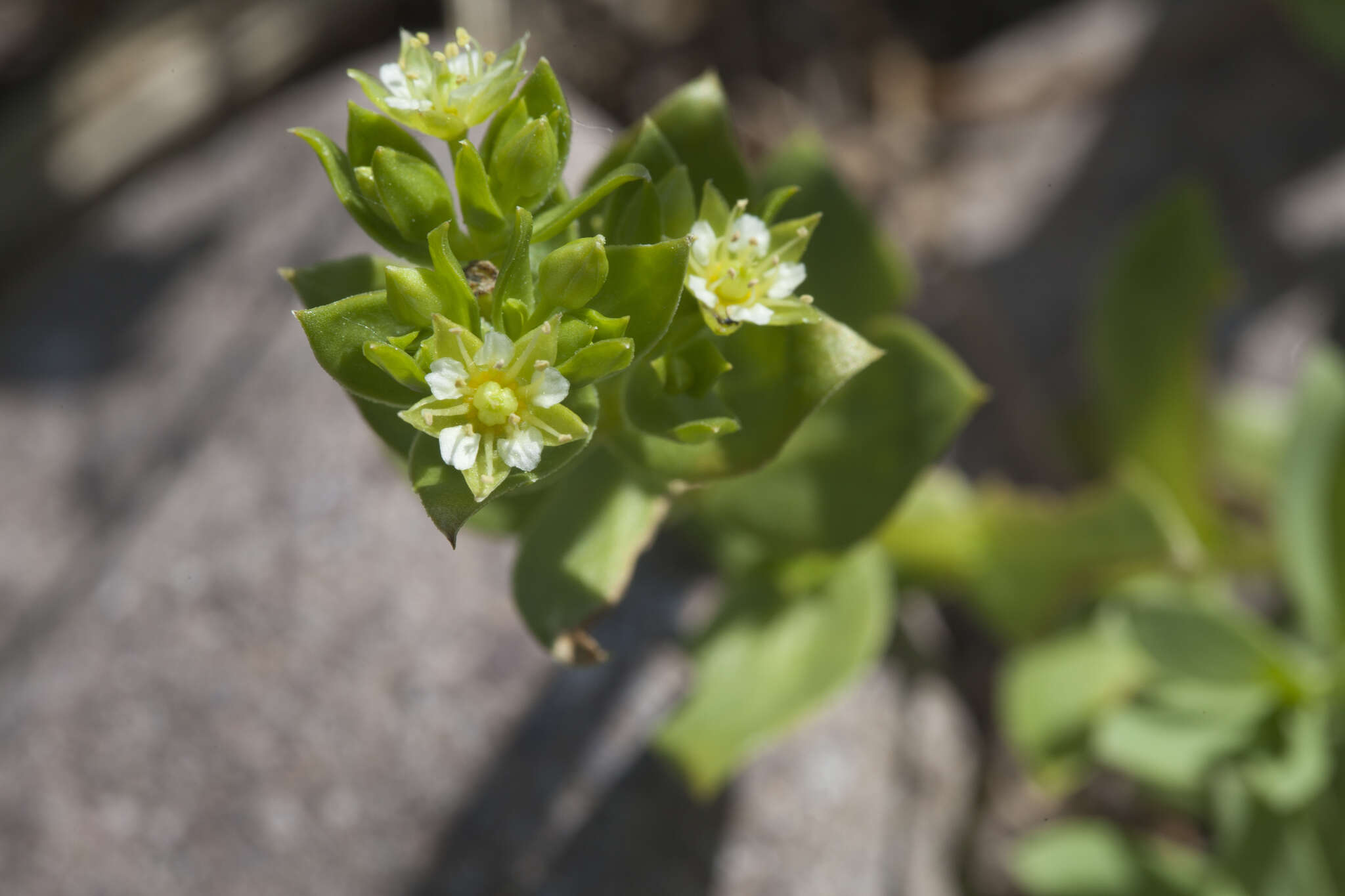 Image of seaside sandplant