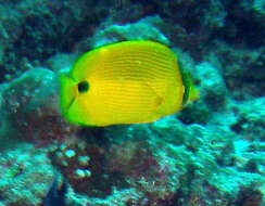 Image of Yellow Butterflyfish