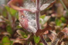 Image of Podosphaera epilobii (Wallr.) de Bary 1870