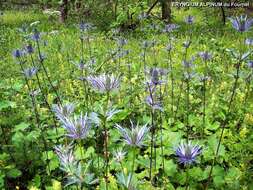 Eryngium alpinum L. resmi