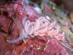 Image of coral nudibranch