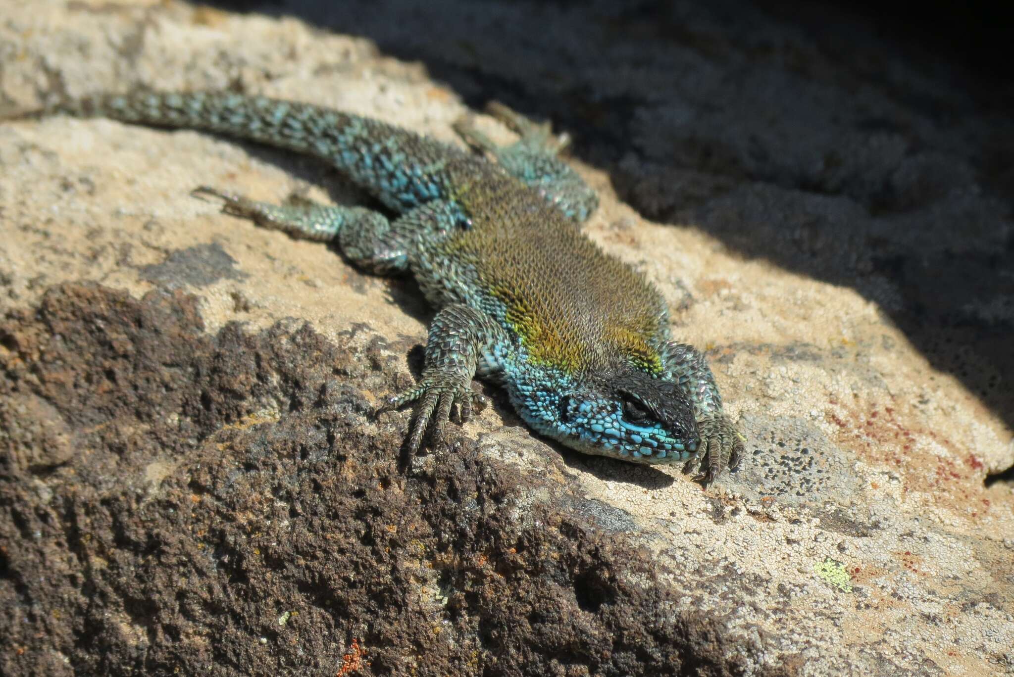 Image of Liolaemus silvanae (Donoso-barros & Cei 1971)