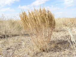 Imagem de Artemisia pauciflora