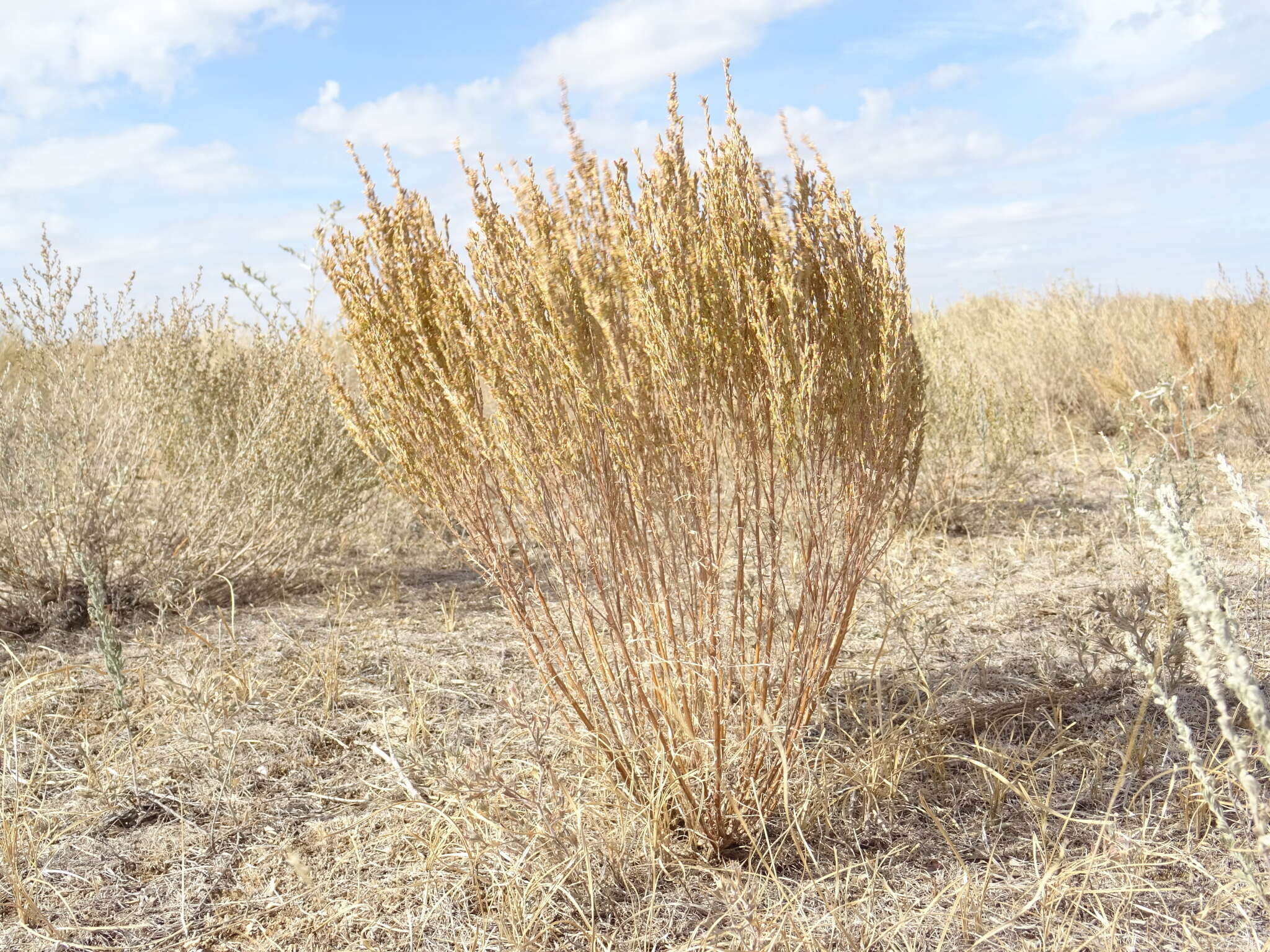 Image of Artemisia pauciflora