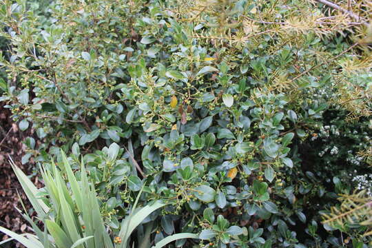 Image of Coprosma lucida J. R. Forst. & G. Forst.