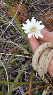 Leucheria suaveolens (d'Urv.) Skottsb. resmi