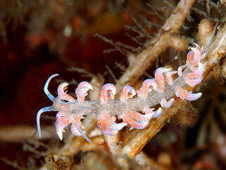 Image of Sea slug