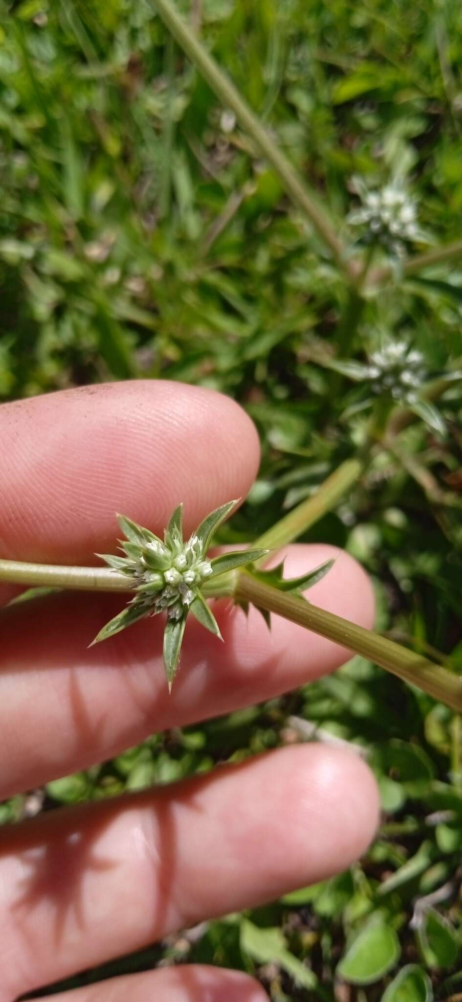 Eryngium nudicaule Lam. resmi