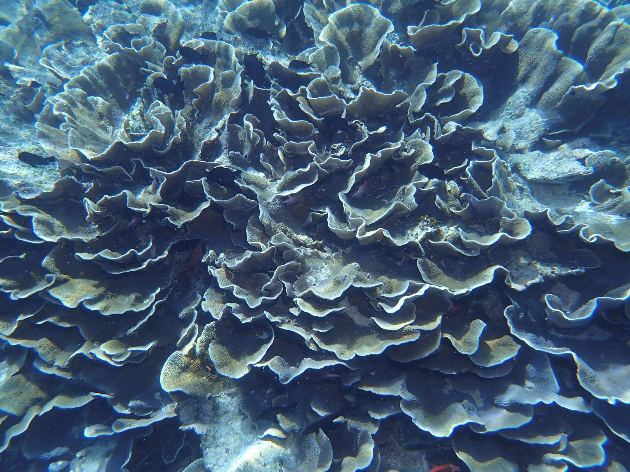 Image of Pagoda coral