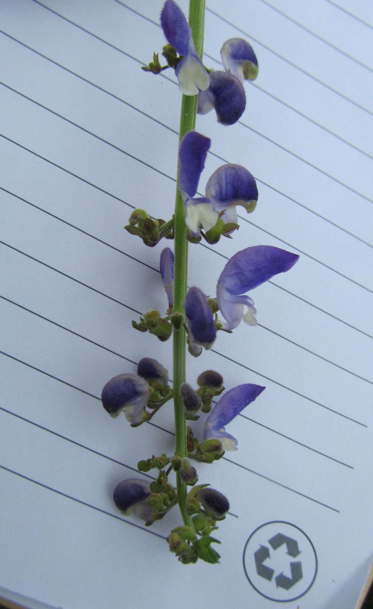 Слика од Plectranthus bojeri (Benth.) Hedge