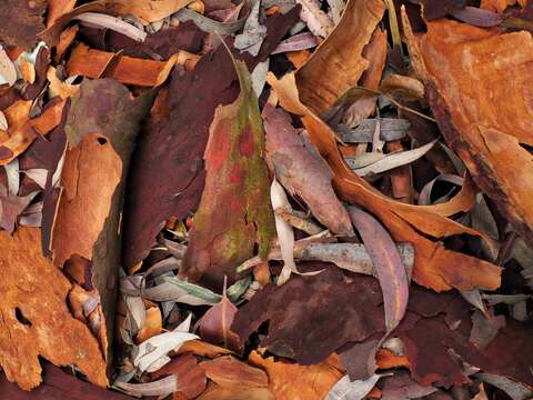 Imagem de Angophora costata (Gaertner) Britton