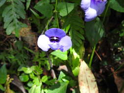 Image of Spotless Violet Torenia