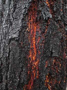 Image of red ironbark