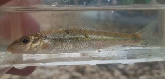 Image of Gravel chub