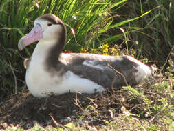 Image of Short-tailed Albatross