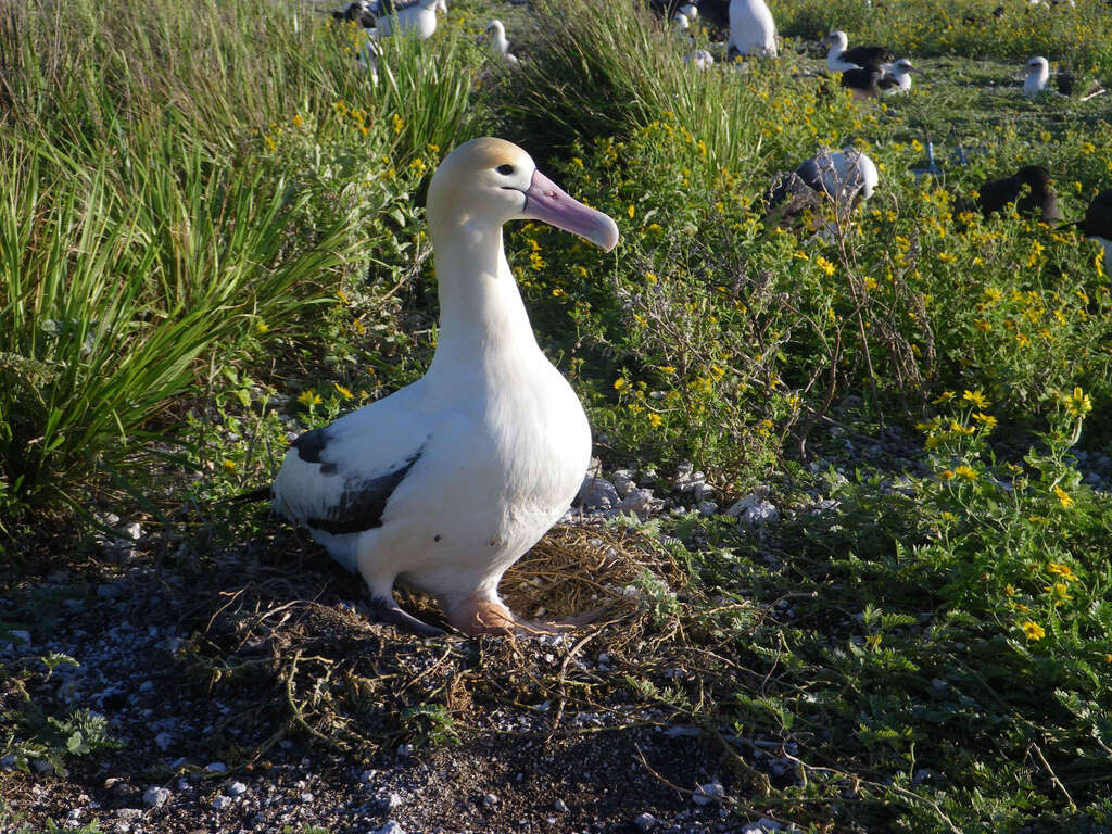 Image of Short-tailed Albatross