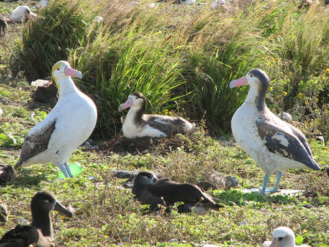 Image of Short-tailed Albatross