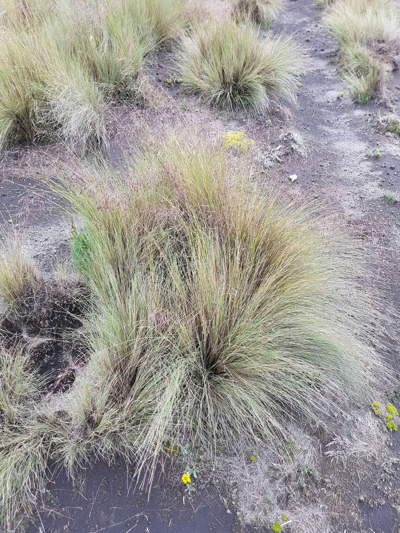 Imagem de Festuca tolucensis Kunth