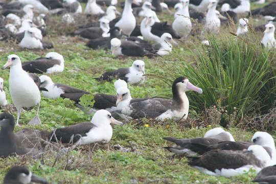 Image of Short-tailed Albatross