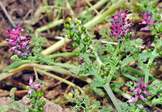 Image of Fumaria bracteosa Pomel