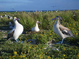 Image of Short-tailed Albatross